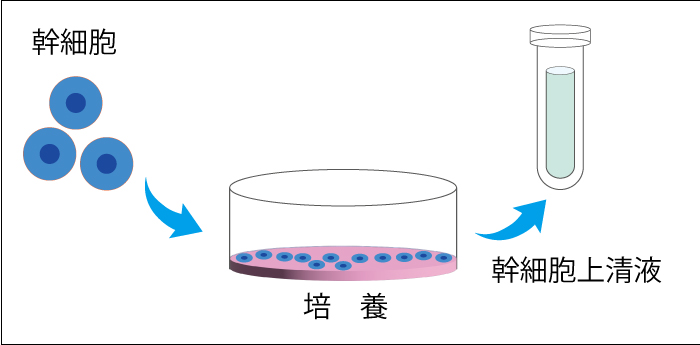 幹細胞、幹細胞上清液