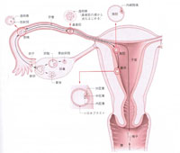 不妊、卵子の質、精子の質、妊娠率、体外受精、妊娠したい