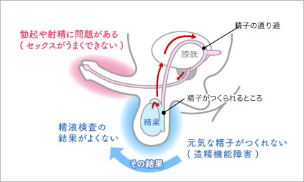 ロング法、黄体フィードバック法（PPOS）、ランダムスタート法、ＦＳＨ調整法